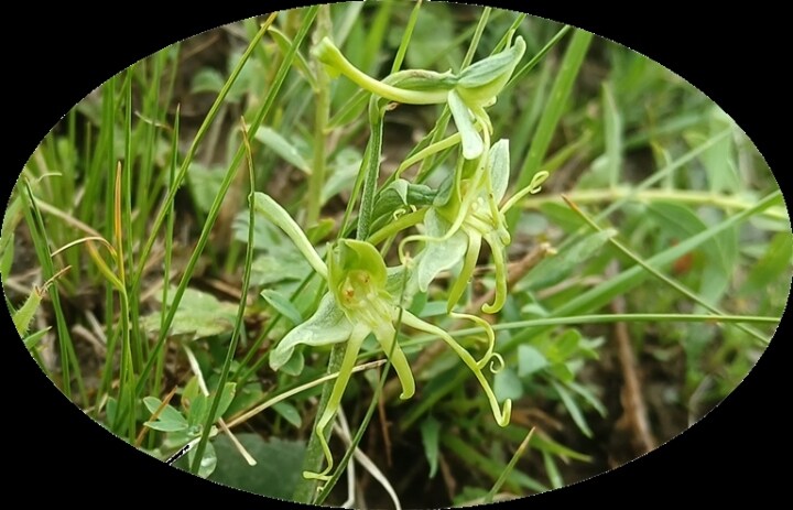 我省新添植物新物種：青海玉鳳花