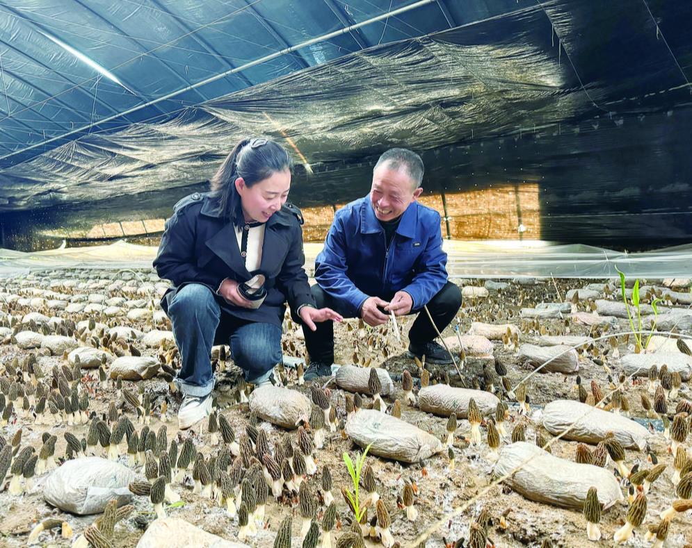 【鄉(xiāng)村振興在青�！颗c“菌”同行，繪出鄉(xiāng)村振興幸福圖景