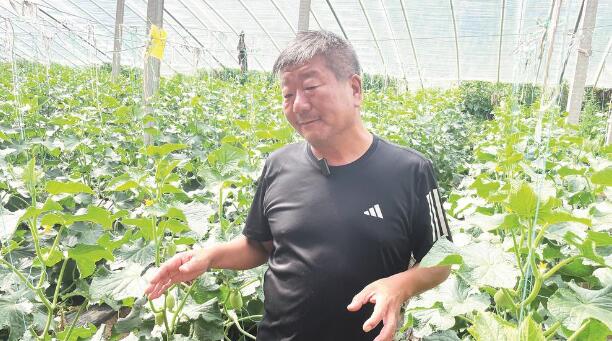 【黨旗在基層一線高高飄揚】青海湟中玉拉村：特色種植種出好日子