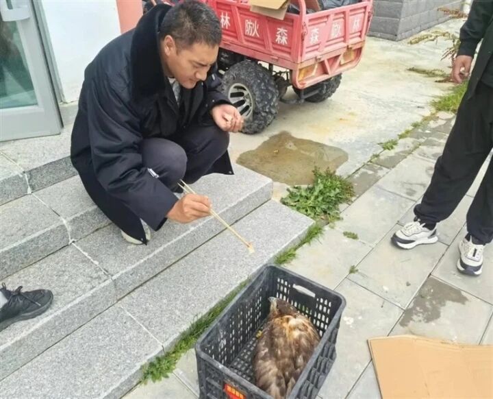 泉灣保護(hù)站成功救助國家二級(jí)保護(hù)動(dòng)物大鵟