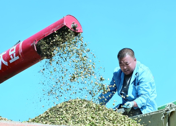 都蘭：130多公頃蠶豆喜迎豐收