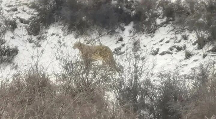 先后“現(xiàn)身”90余次，雪豹頻現(xiàn)背后……——“雪豹之都 生態(tài)西寧”系列報(bào)道之五