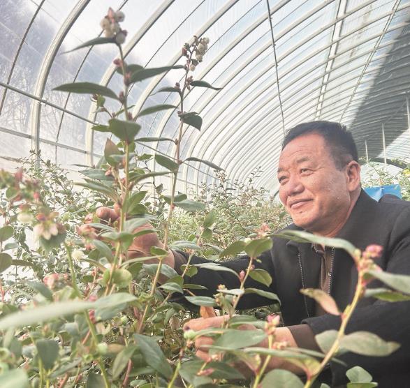 青海貴德西家嘴村的藍(lán)莓熟了
