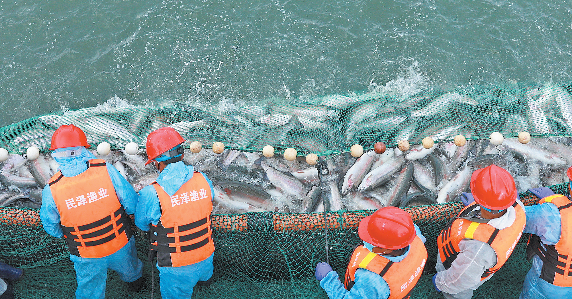 【經(jīng)濟聚焦】魚躍高原 游向世界