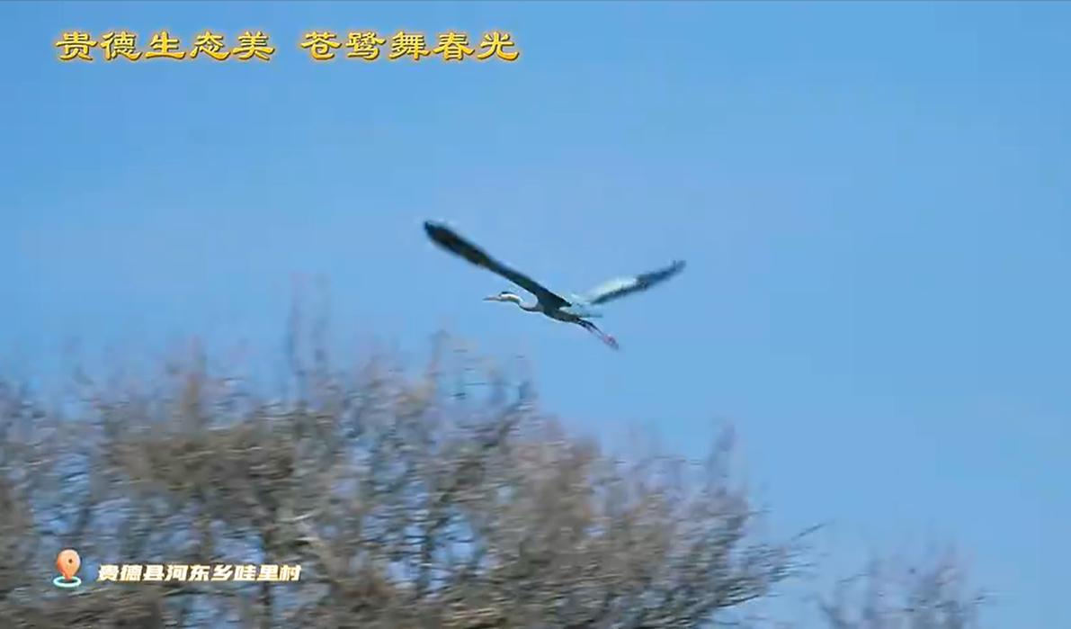 青海貴德：高原生態(tài)美 蒼鷺舞春光