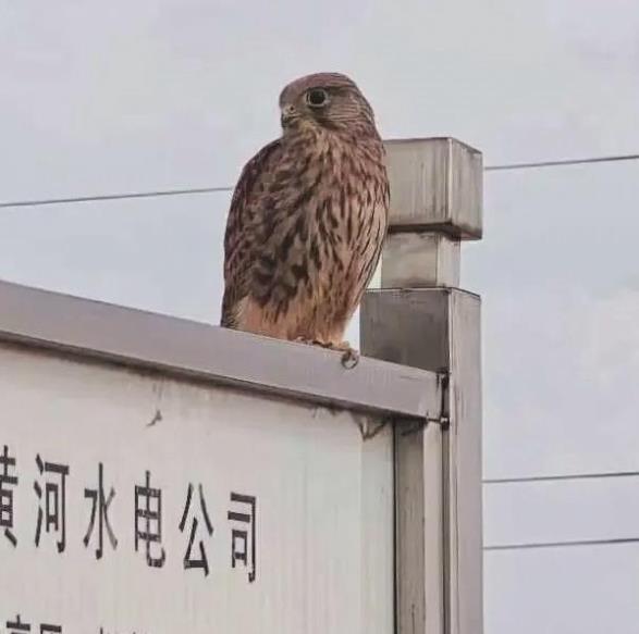 狐貍�！白隹汀� 巖羊來“游玩” 青海生態(tài)電站變身“高原野生動物樂園”