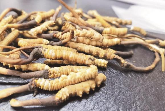 從雪山到全球 青海冬蟲夏草的產(chǎn)業(yè)升級(jí)與生態(tài)共贏之路
